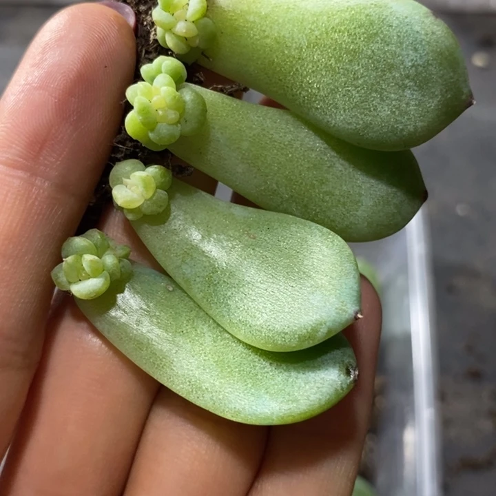 标签236珍妮芽苗一个多肉