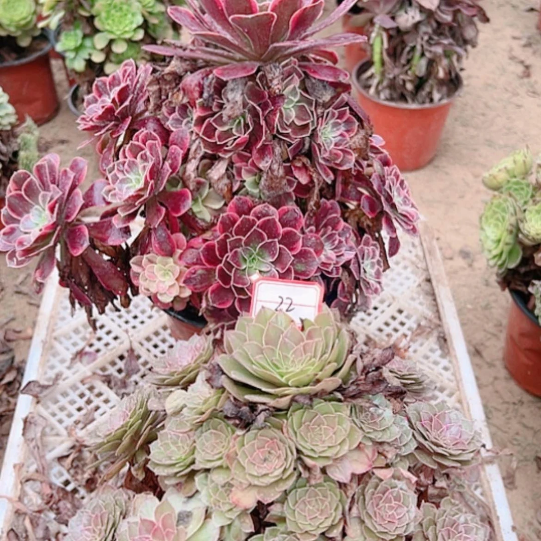 【闪购商品】无花朵指****）22号套餐多2颗断枝不包