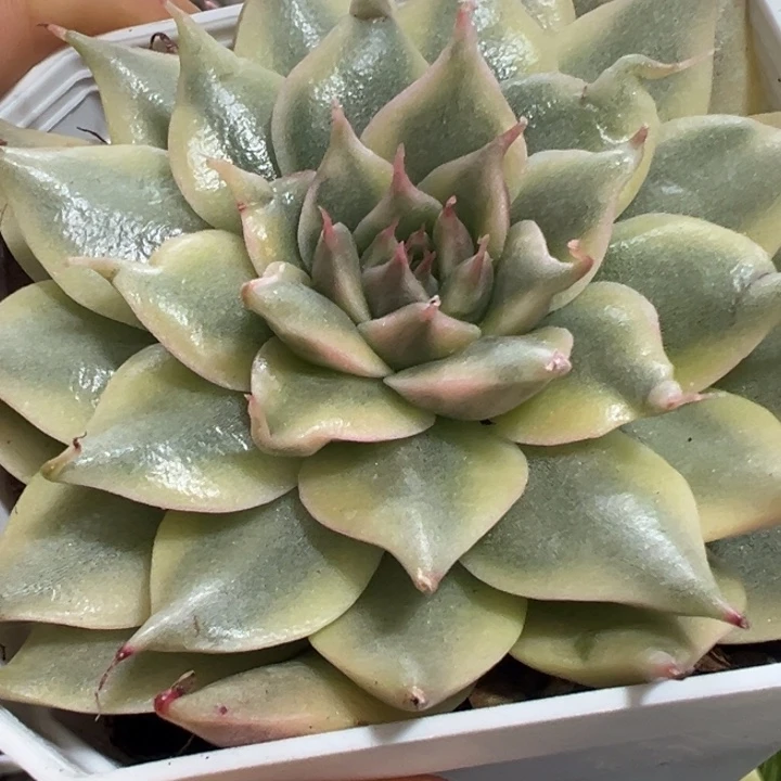 银星锦多肉植物1306