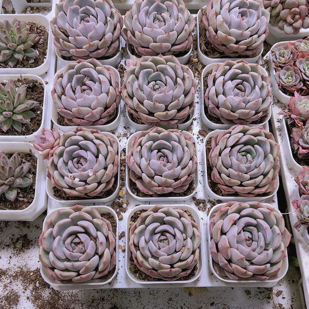 大包子夜莺19包邮多肉