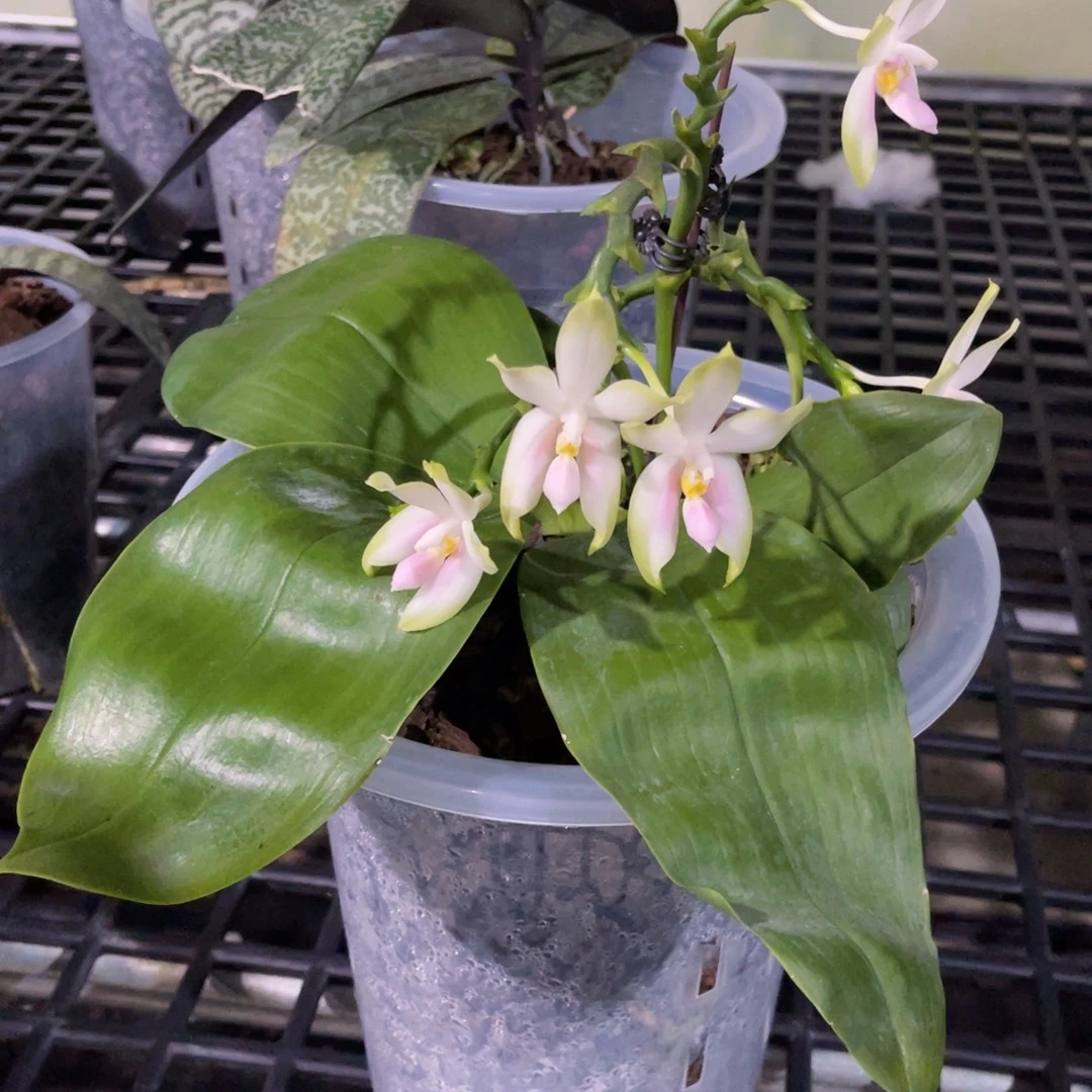 无花朵蝴蝶兰原生粉贝