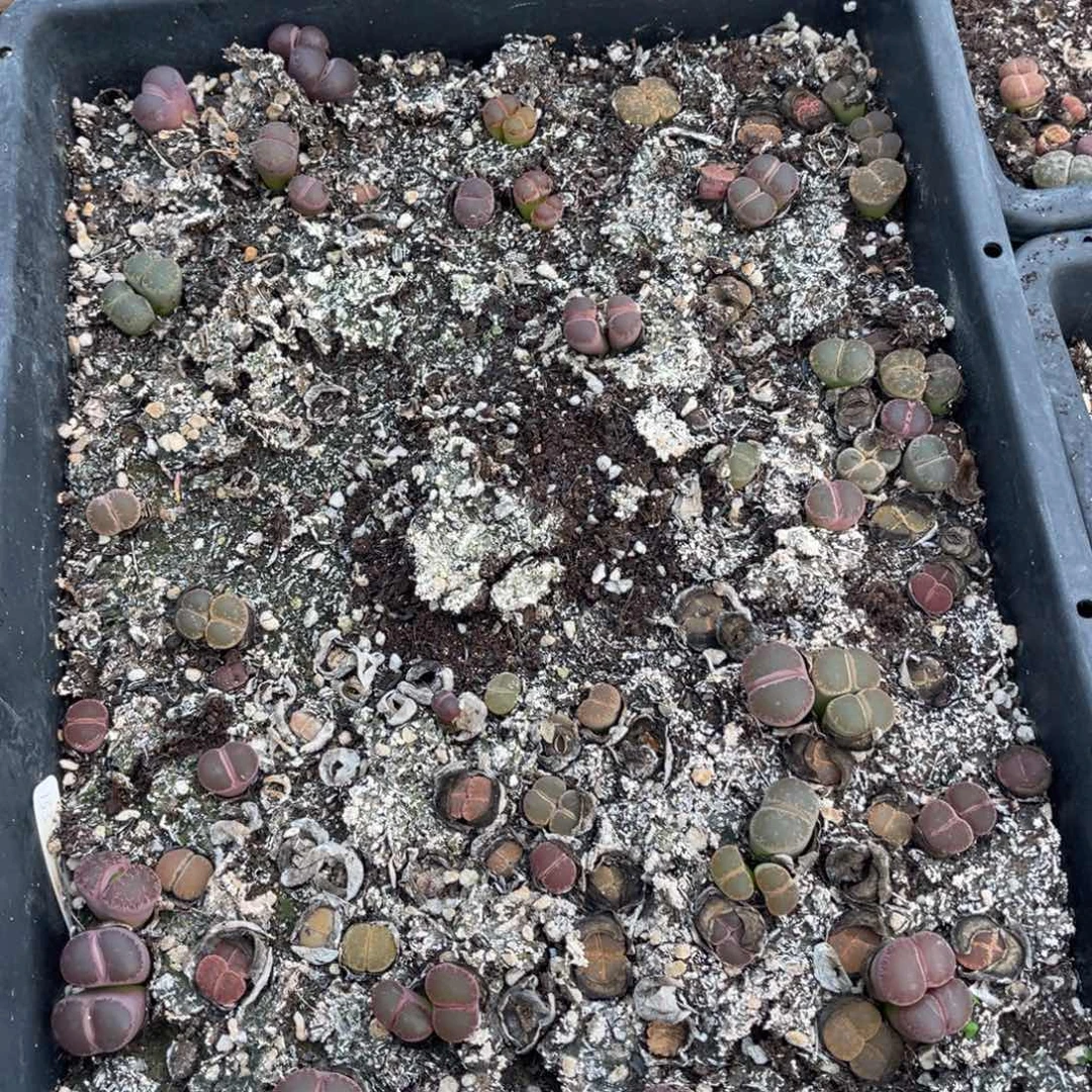 开***营8960福利筐1不售后