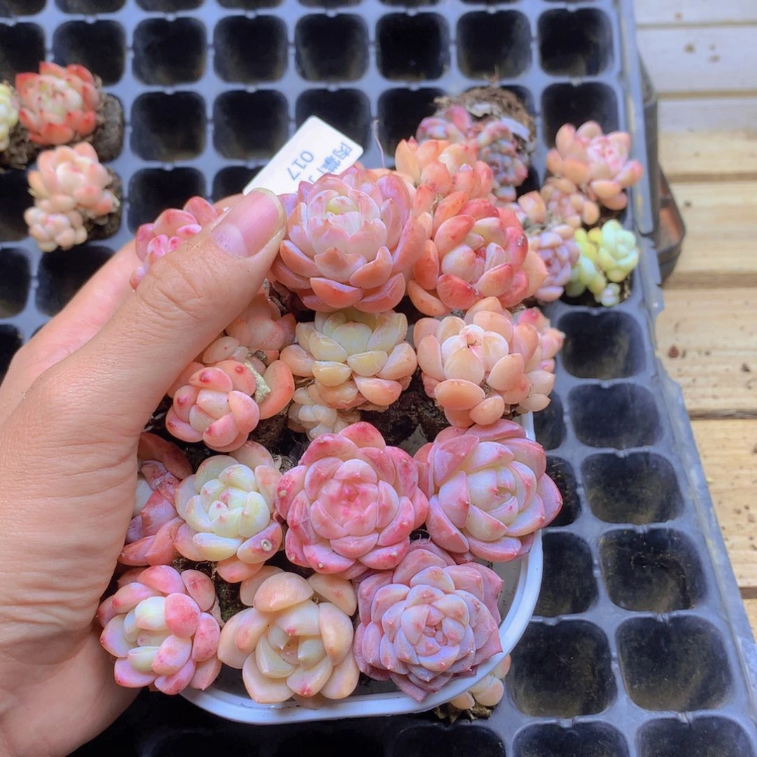 我要去看你了啊017