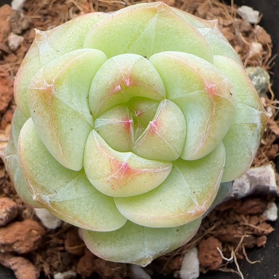 【满39包邮非偏远】459