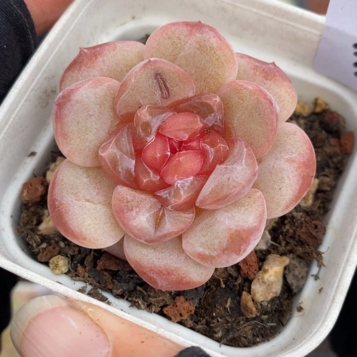 1213-535'糖心多肉