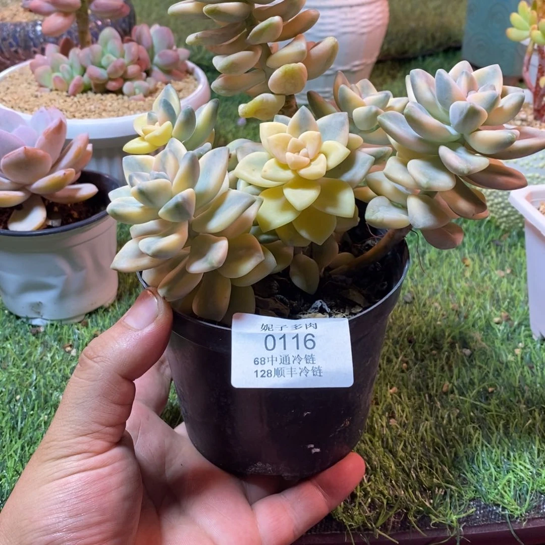 0116啊啊啊啊啊啊啊