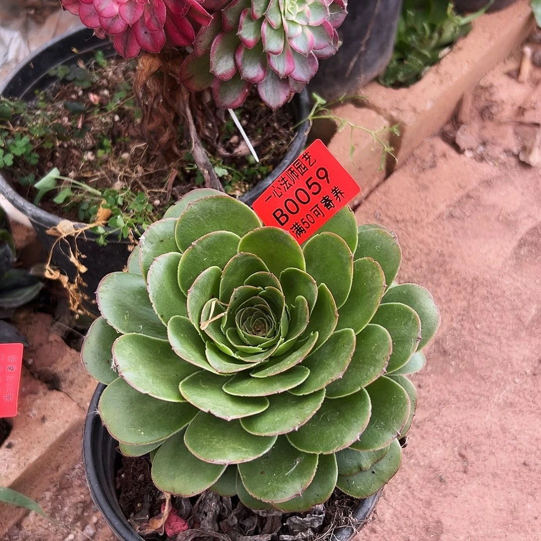 059多肉植物新品发货