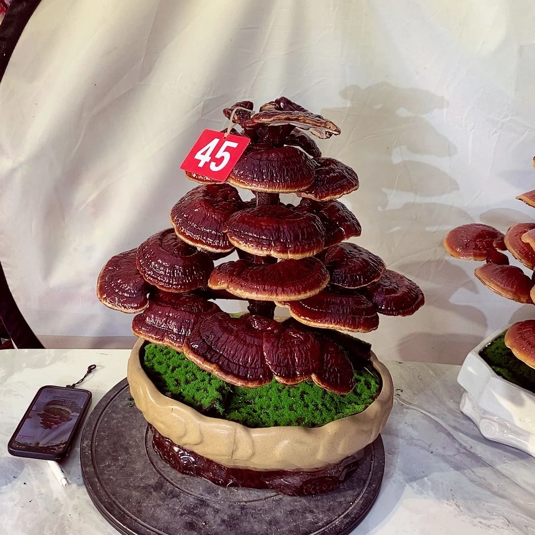 自***在无花朵发财树发财树发财树