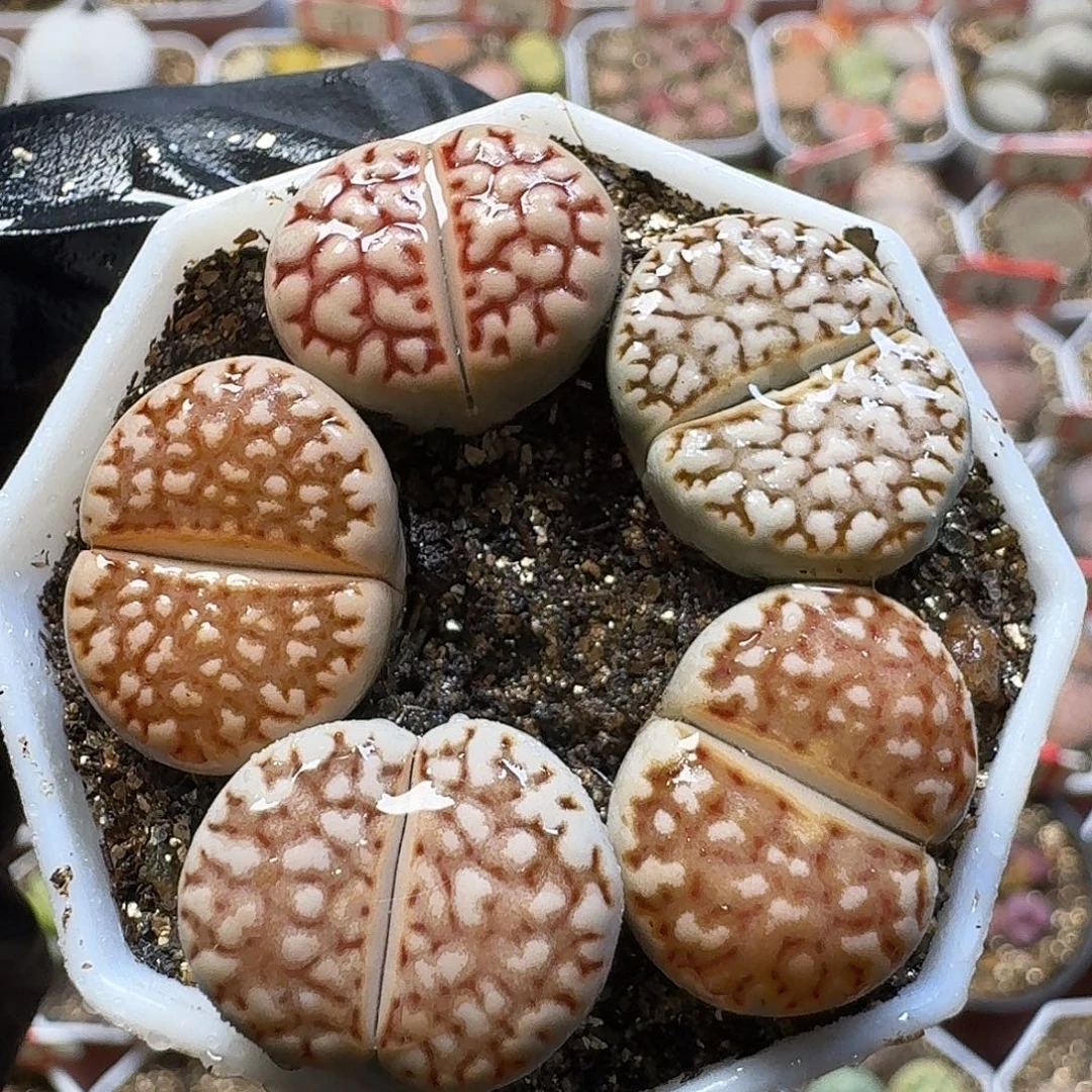 生石花23:：：：。  7
