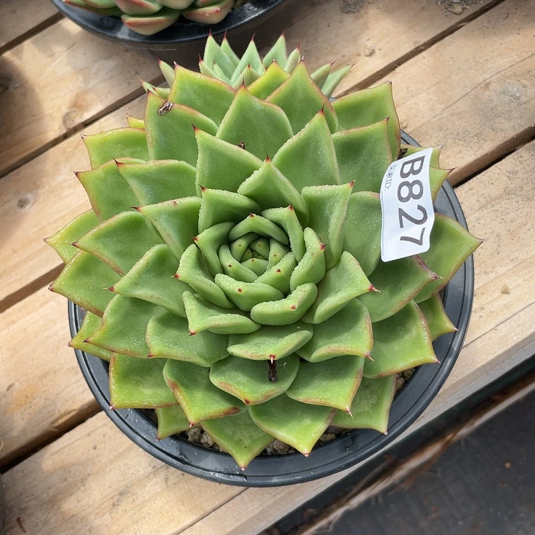 若如东云单拍B827