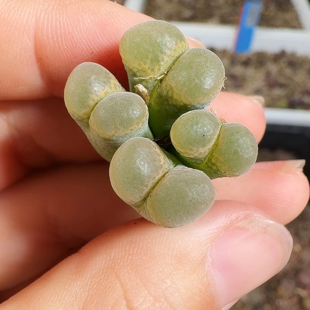 多肉植物福利风铃337