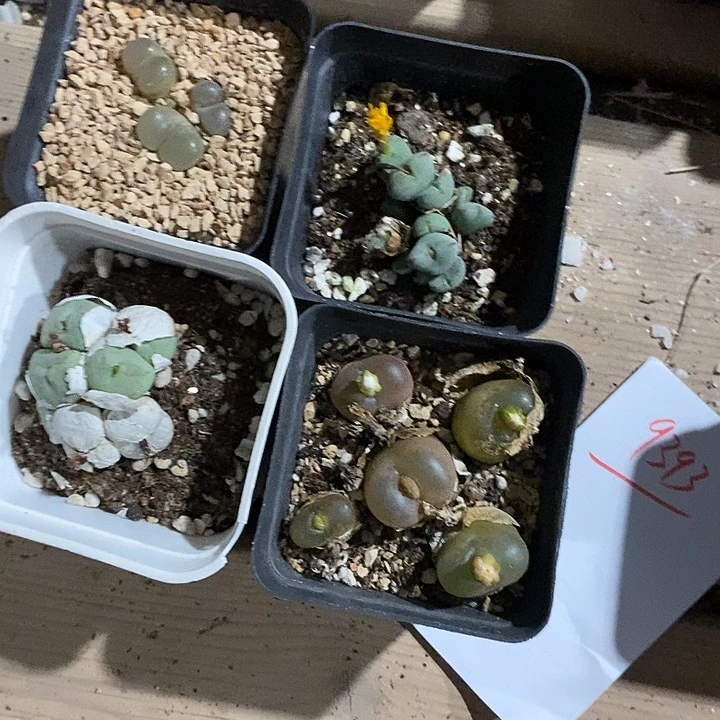 9393。 福利一组。