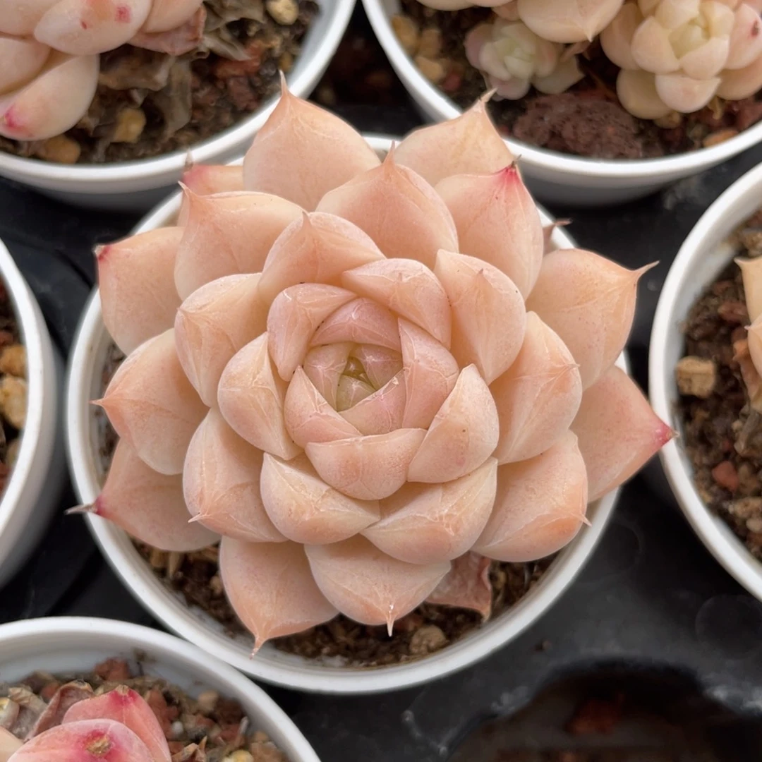 优选女王福利195