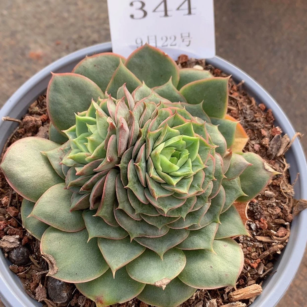 【闪购商品】云344号