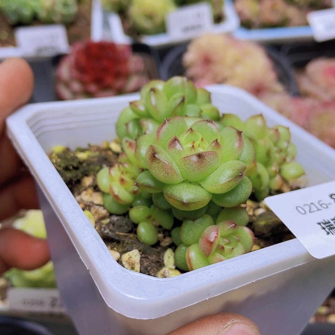 ?***呀000000000000084一物一拍