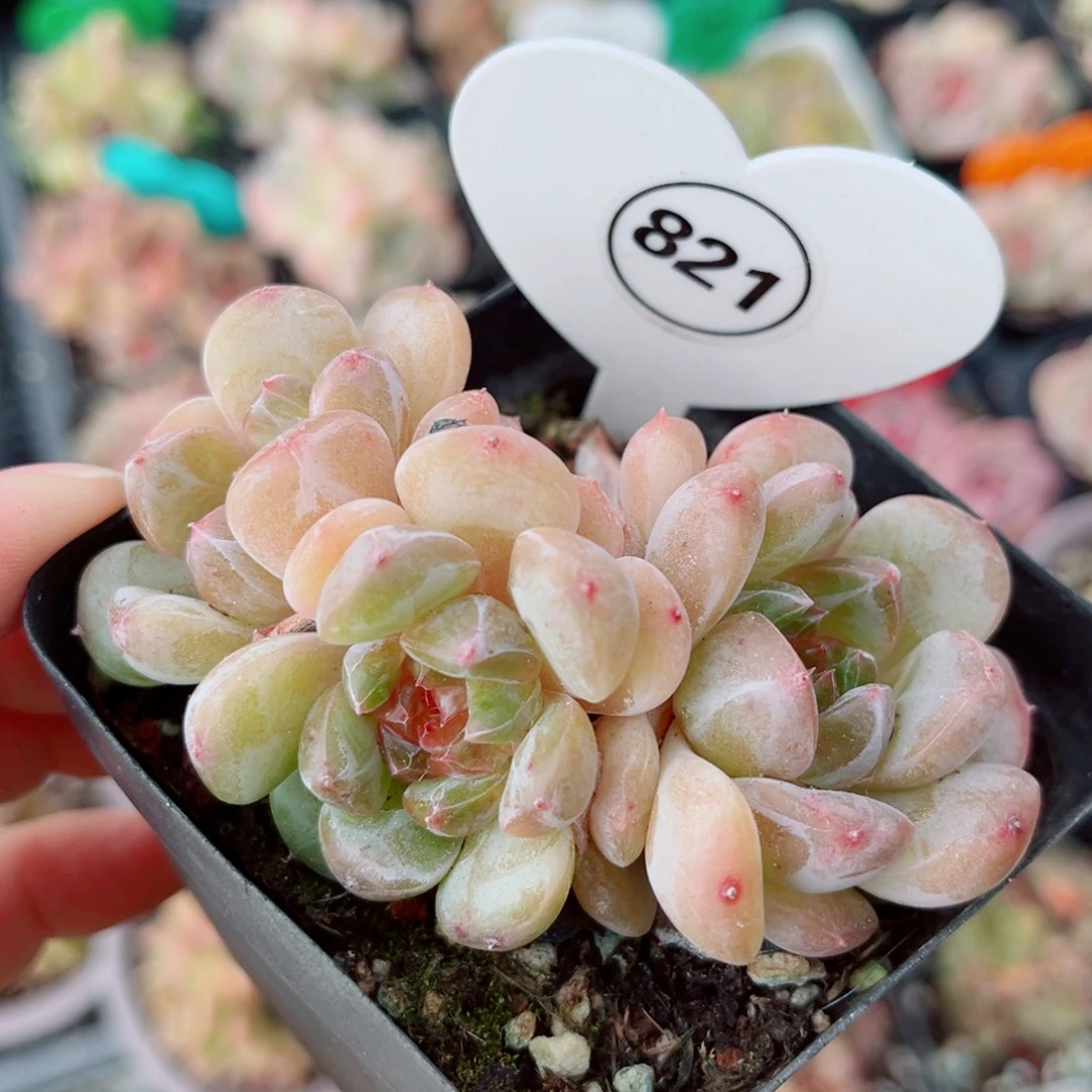 821号小老桩珍妮群