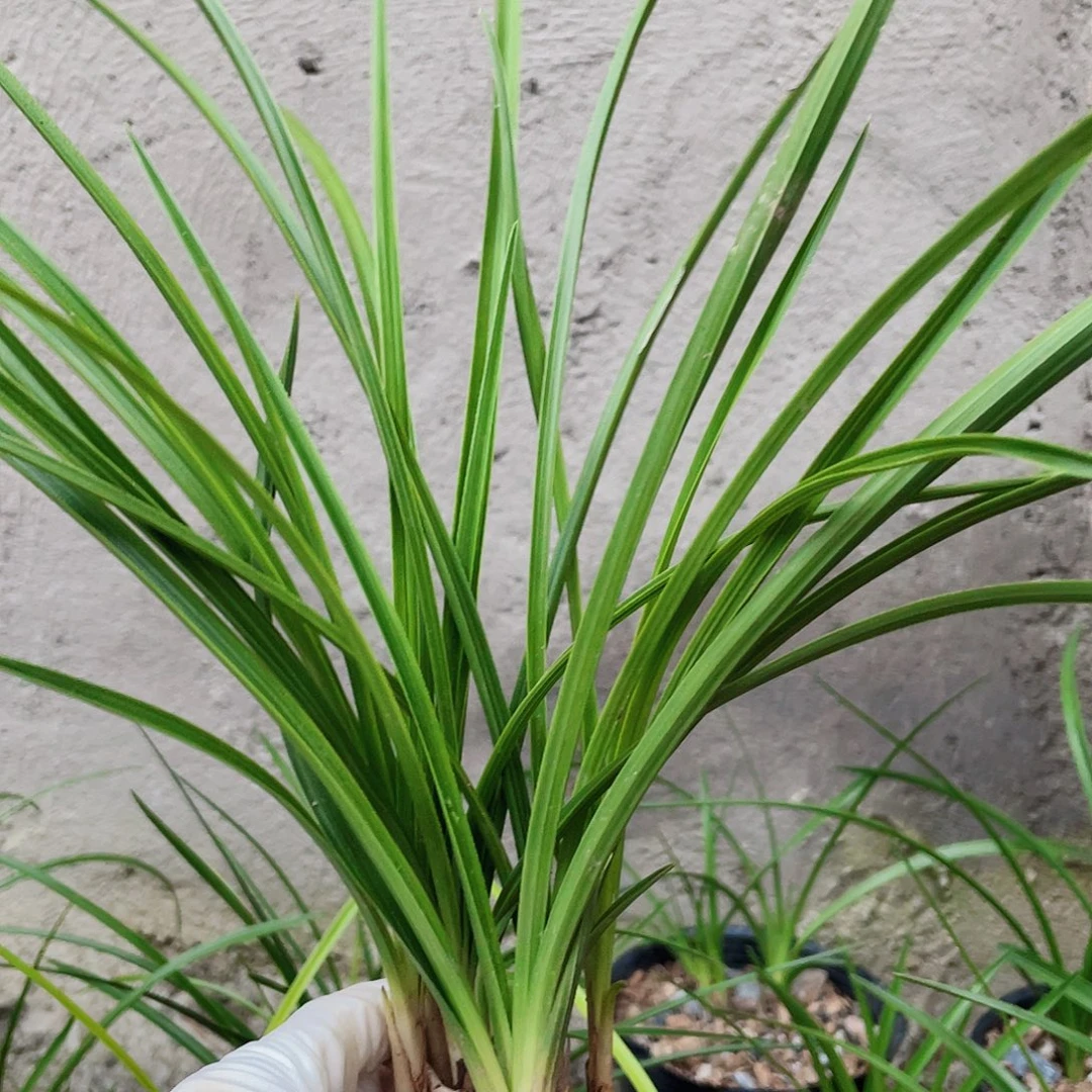 兰***缘完全开放兰花老化