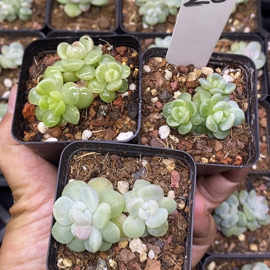 狗***板20号冰玉石化3颗多肉植物