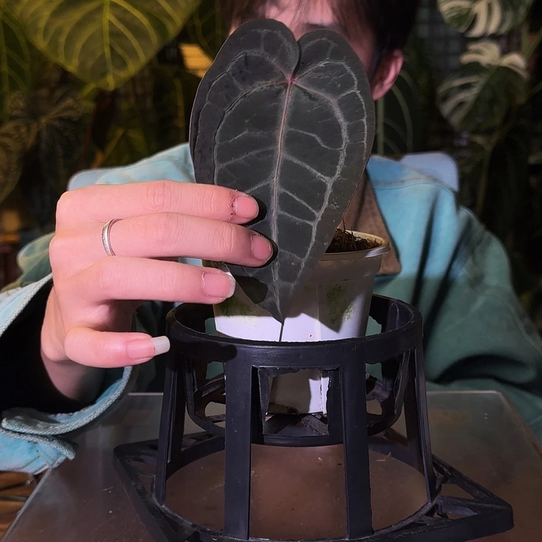 不开花植物A43黑曜石紫水晶