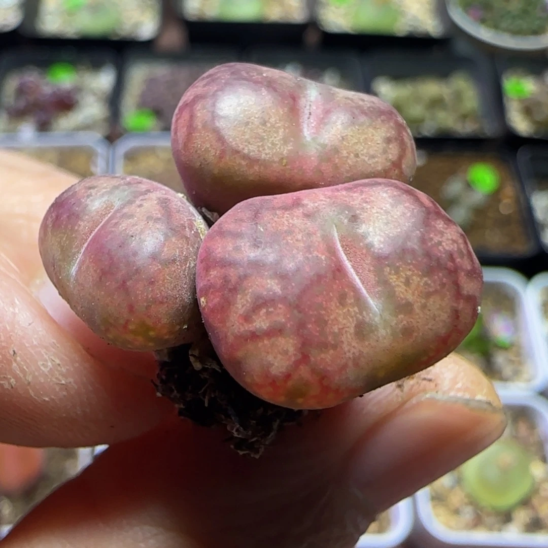 杂交漂亮多肉植物69
