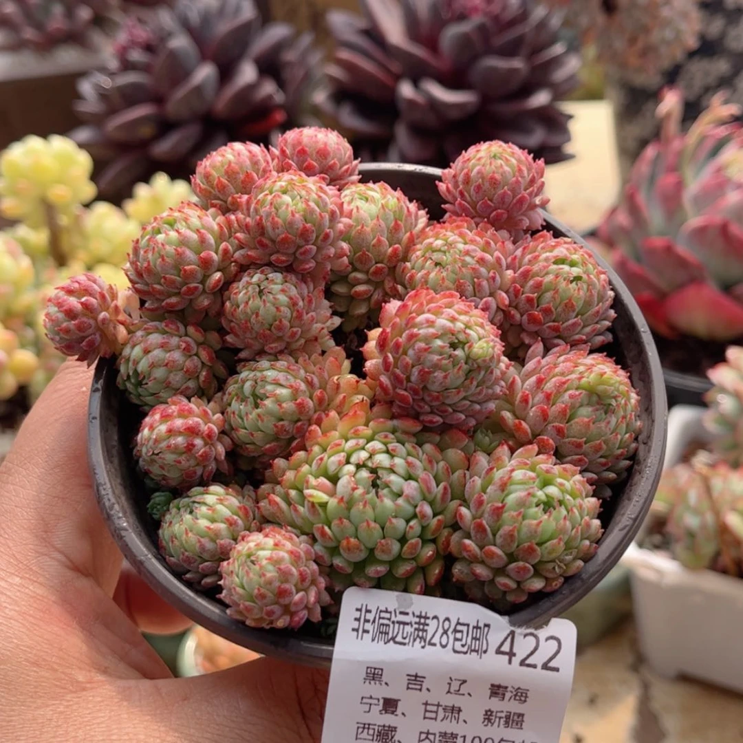 【闪购商品】422小红船