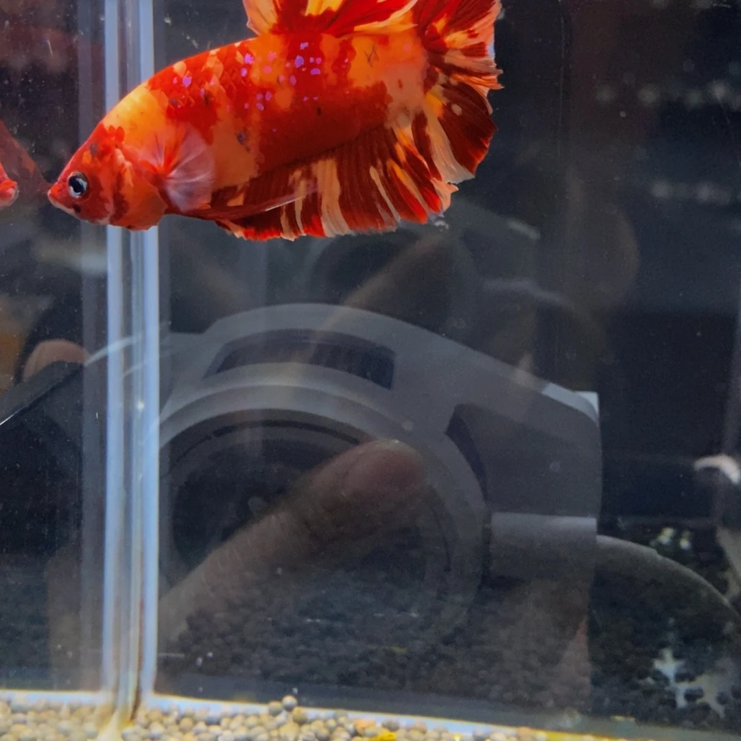 斗鱼375巨斗111111