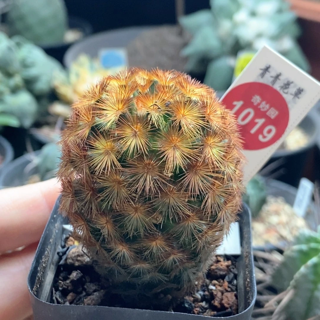 自根佛头嘉文丸4.2cm