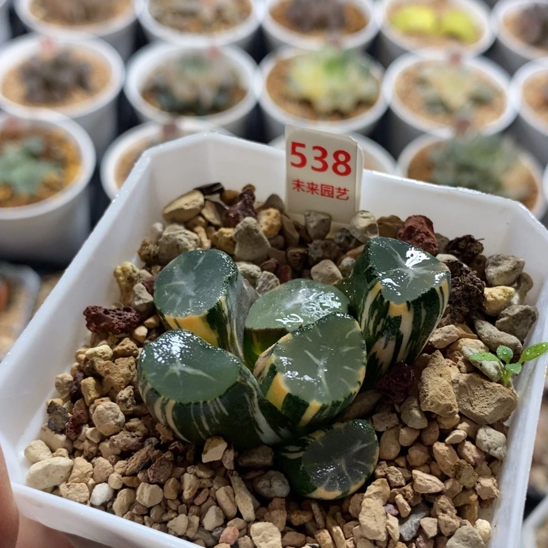 538山之翠万象锦一物一图