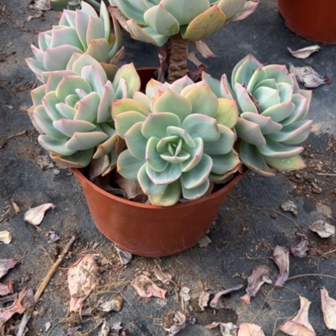 【闪购商品】凤白多肉植物