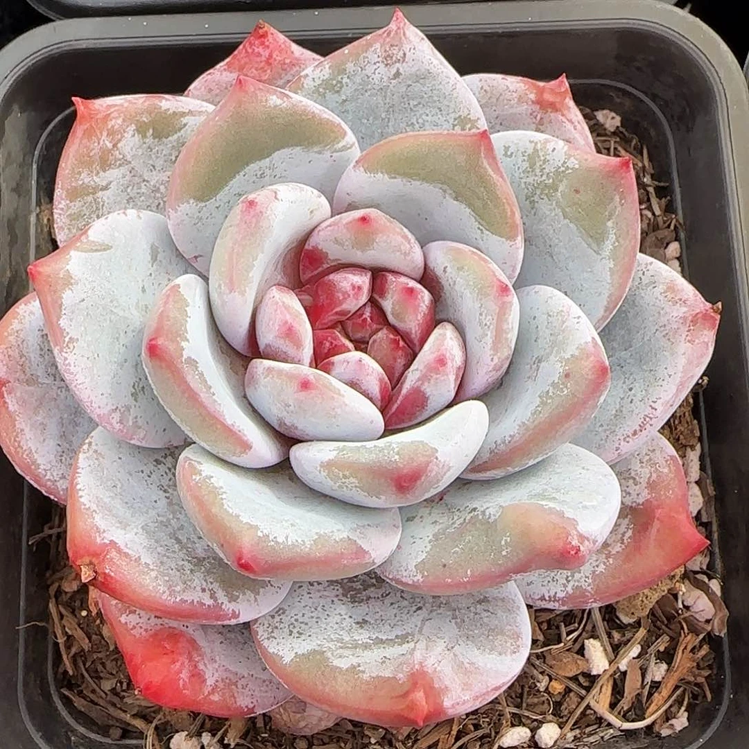 从前慢花园精选嫦娥