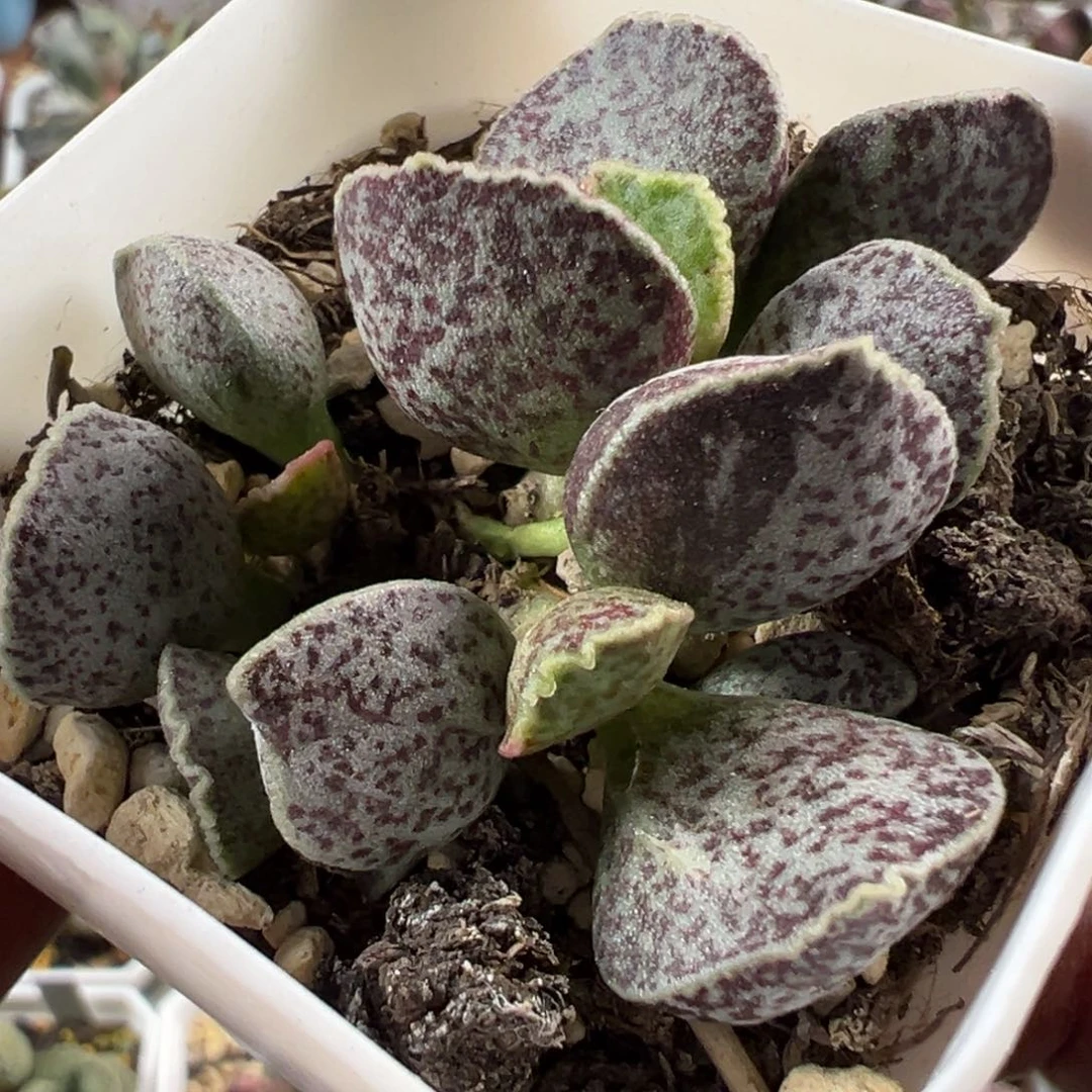 腰子蛋水泡多肉植物水泡