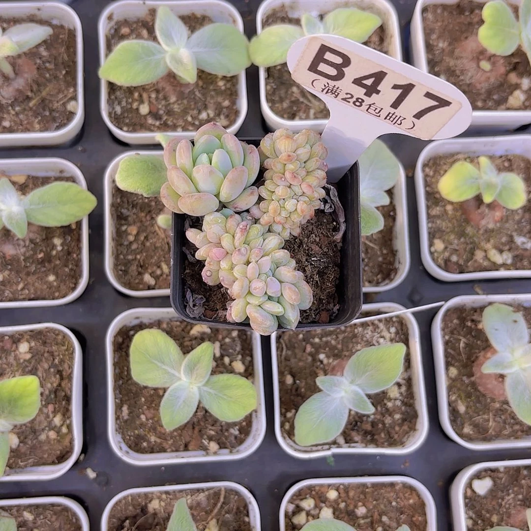 B417玛瑙缀一物一拍