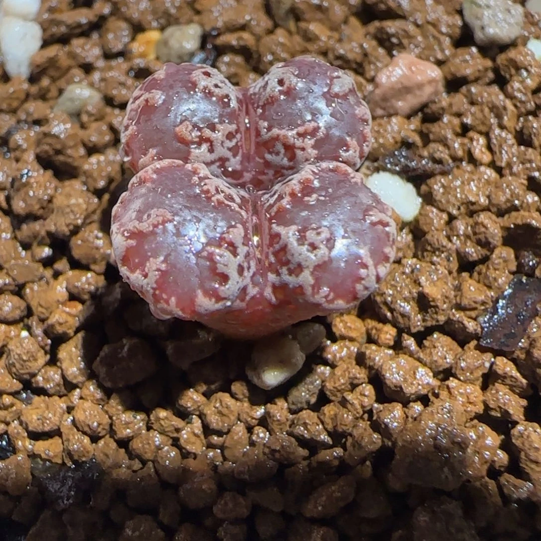 肉锥多肉植物组合-3km勋章915