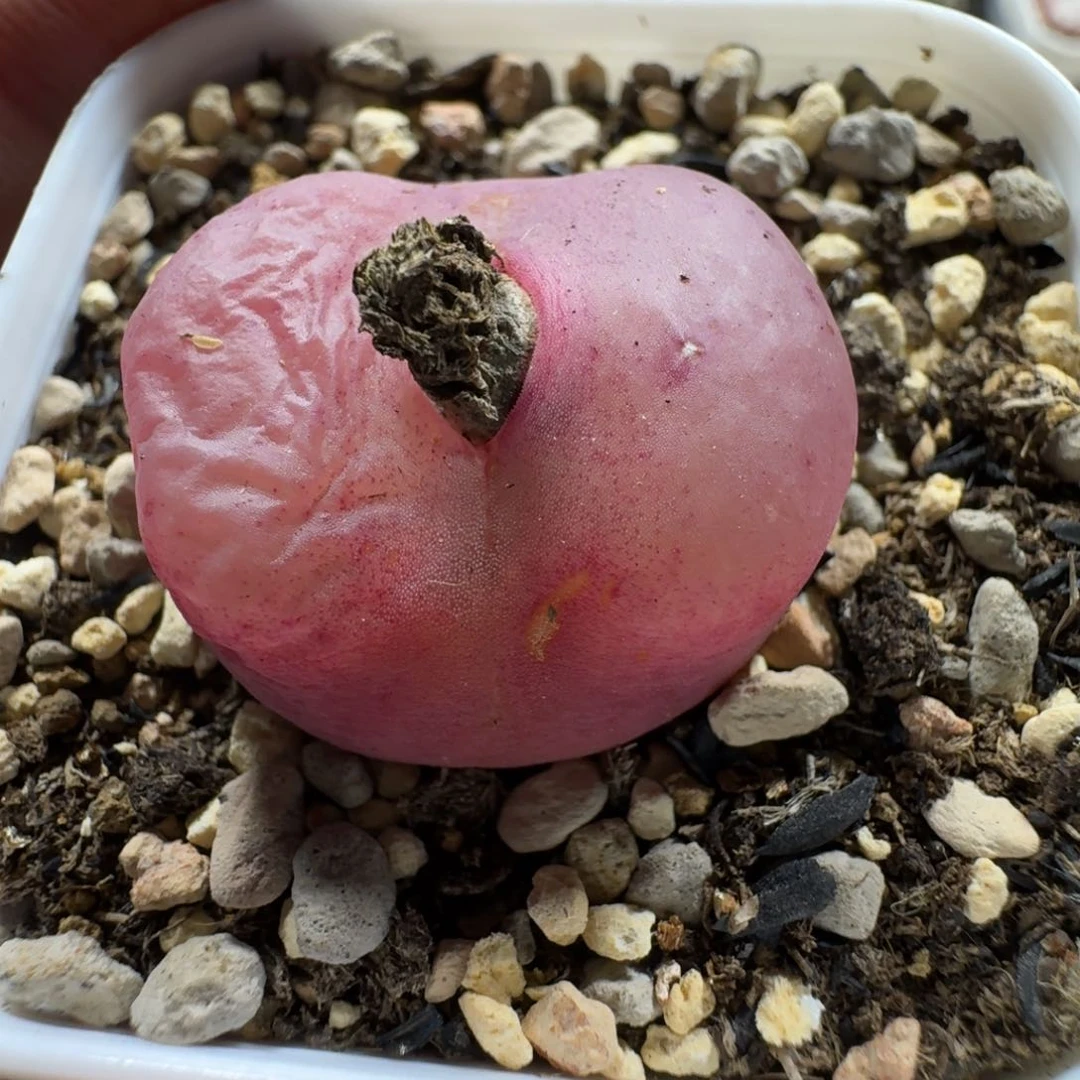 f****卷3045。粉色毛毛一颗