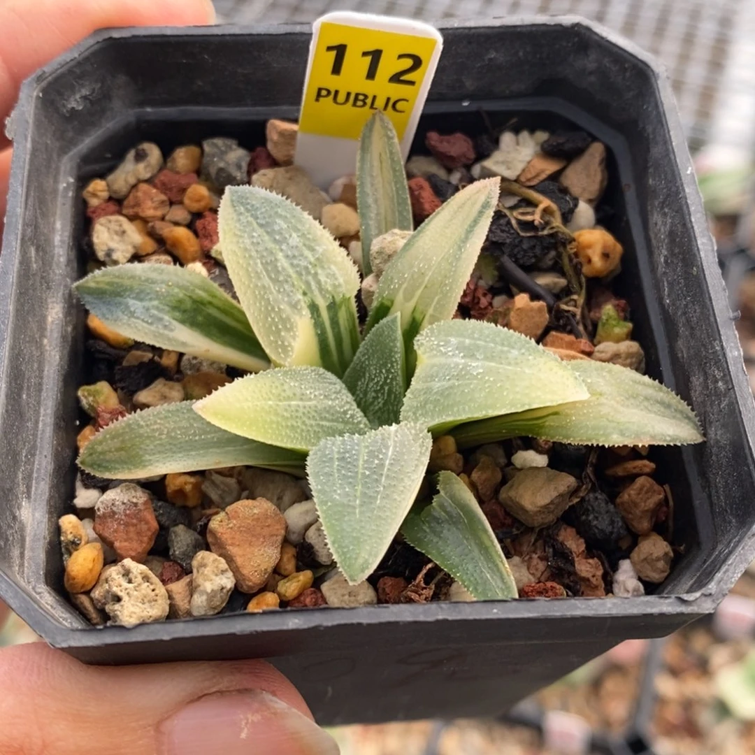 112号磨面锦多肉植物的