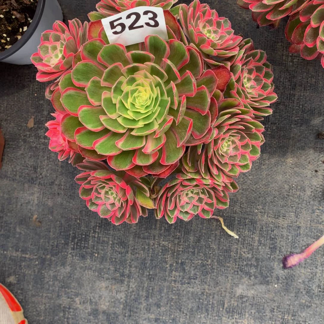 孔雀领523法师多肉