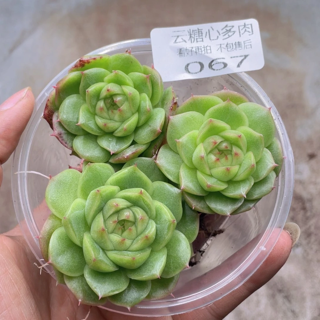 云糖心多肉植物67