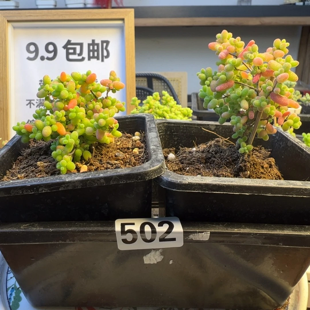 枝干番杏多肉植物502