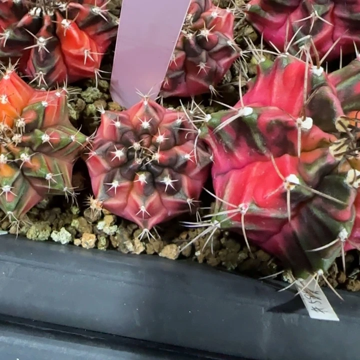 17-0125克勞狄泰国发货多肉