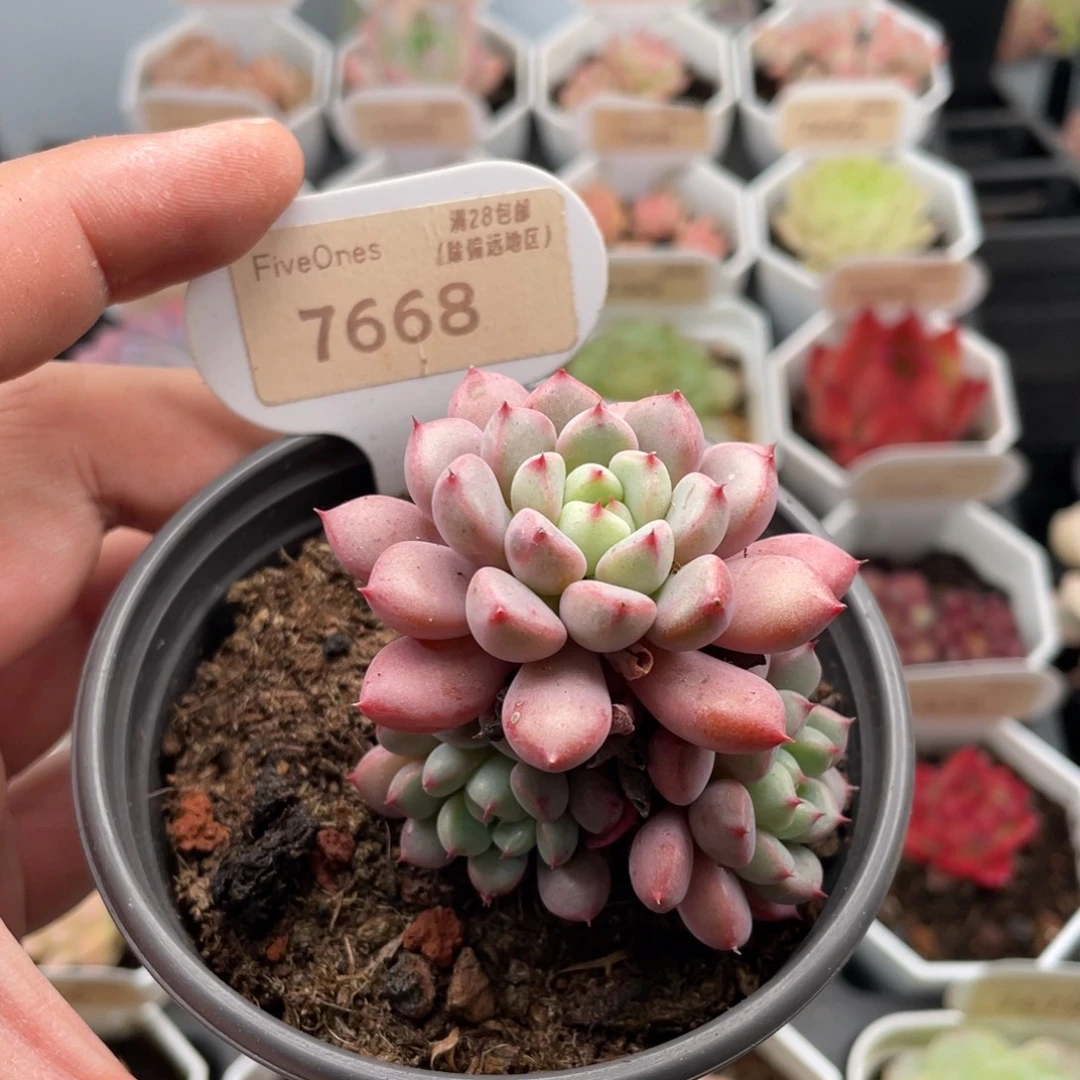 雪桃7668-5.5厘米