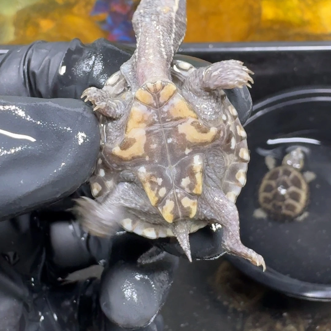 蛋龟不分公母麝香