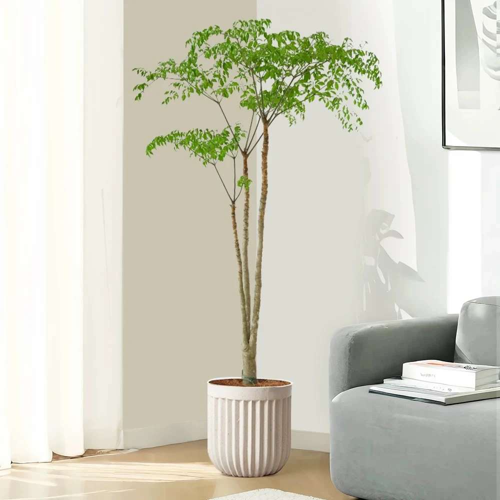 【寻找】大型植物幸福树落地室内净化空气大绿植北欧简约风格