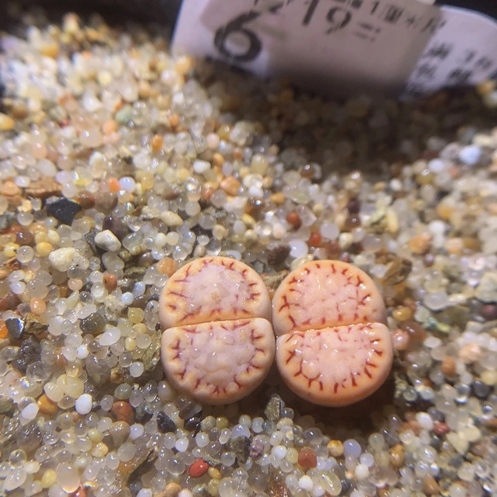 精品生石花219.6