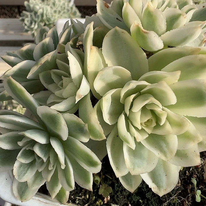 山地玫瑰锦秋夕952号