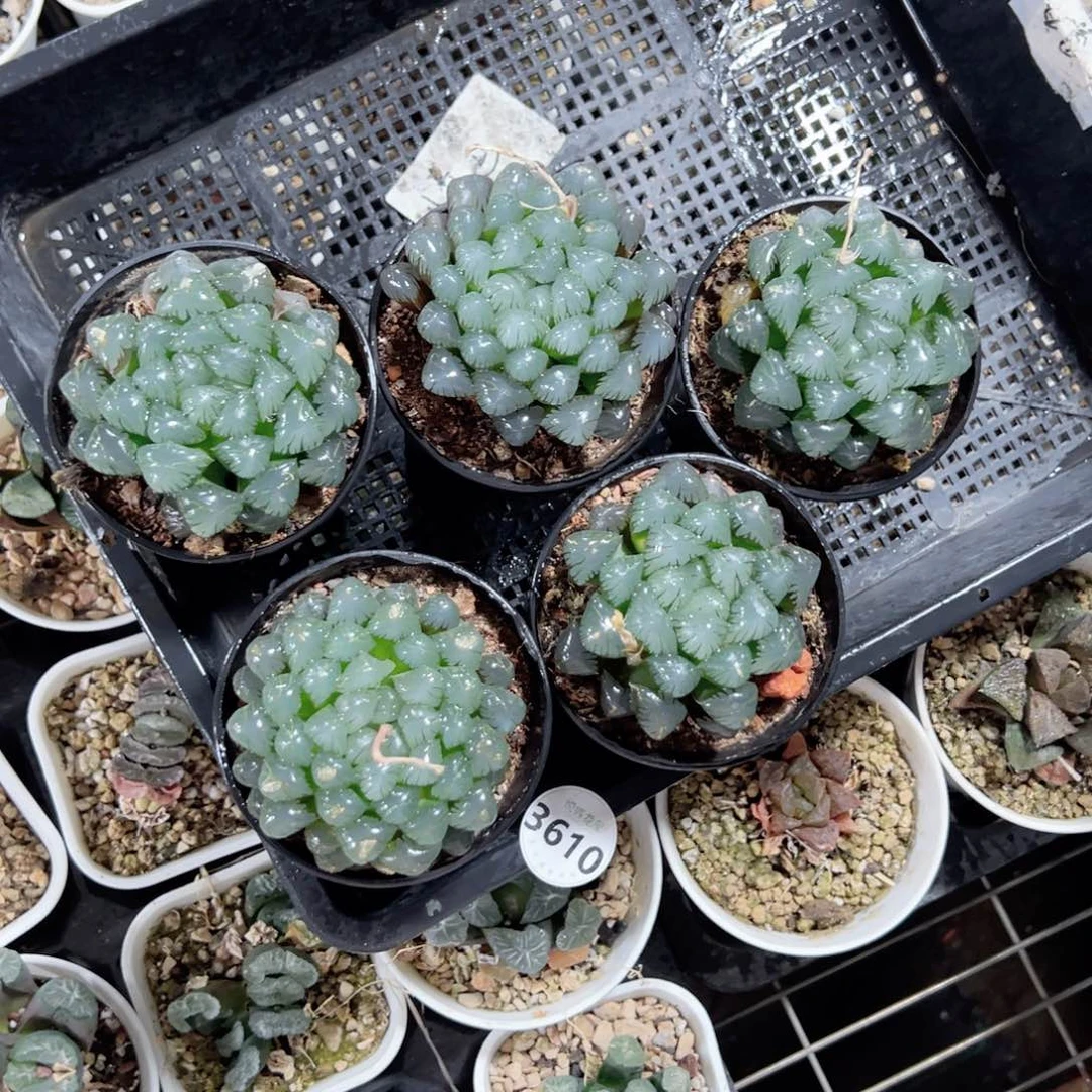 提***！3610多肉植物一颗