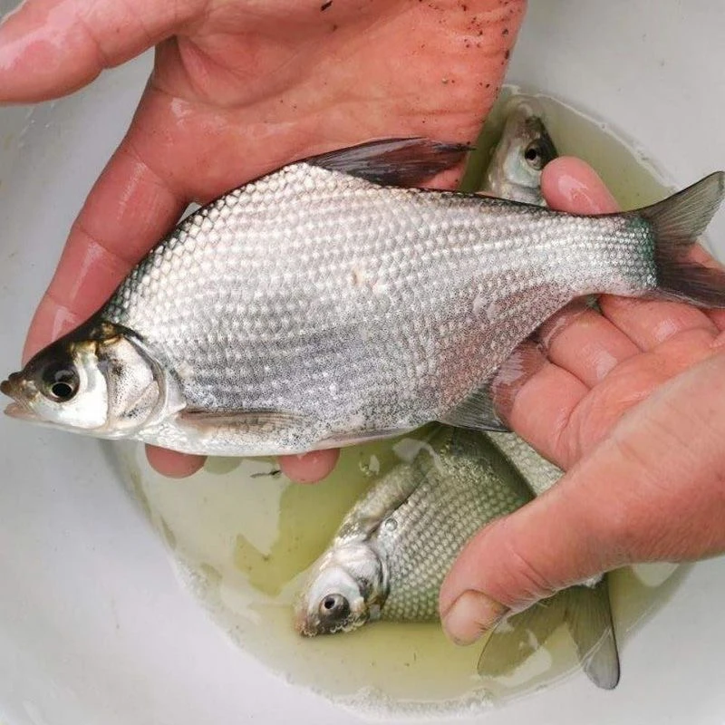 武昌鱼 鳊鱼 三角鲂鱼 宠物观赏鱼活体水族