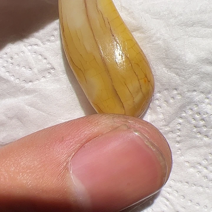 香榧木在这里的确