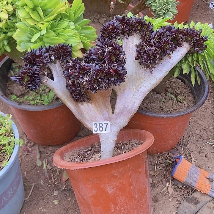 387黑缀化老板子法师