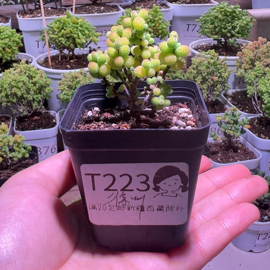 金桔223带盆土发货一物一拍