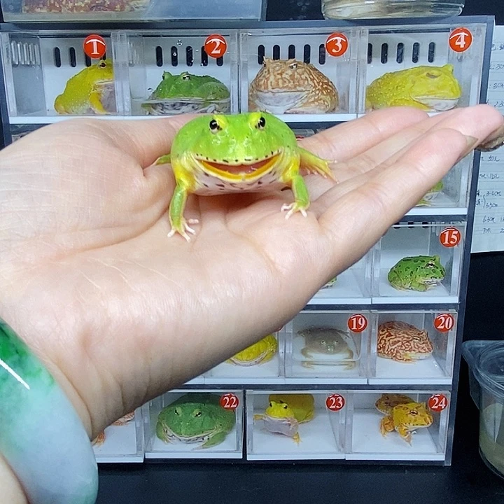 特价包邮秒杀残蛙